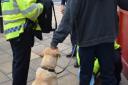 Henry the police dog helps officers search for drugs