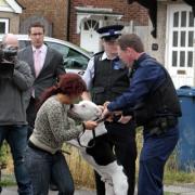 One distressed owner sees her 11-month-old dog taken away by police