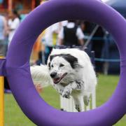 Dog show highlight of annual summer show today