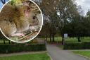 'Rats the size of rabbits' have been seen in at West Harrow Park, a resident told Harrow Council. Photos: Google/Pixabay