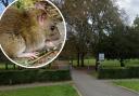 'Rats the size of rabbits' have been seen in at West Harrow Park, a resident told Harrow Council. Photos: Google/Pixabay