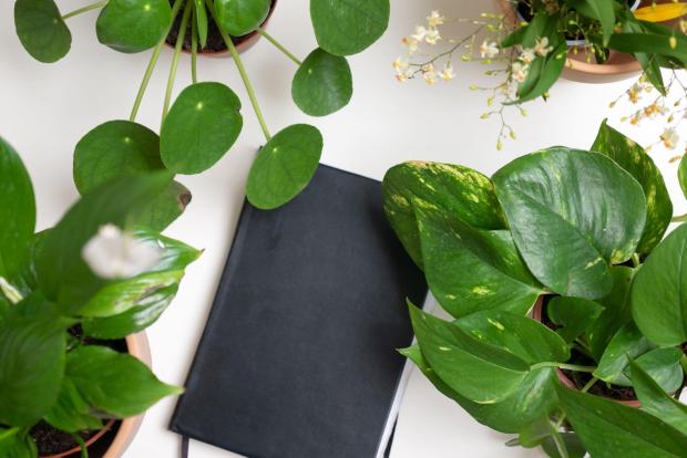 Harrow Times: A black notebook surrounded by indoor plants. Credit: PA