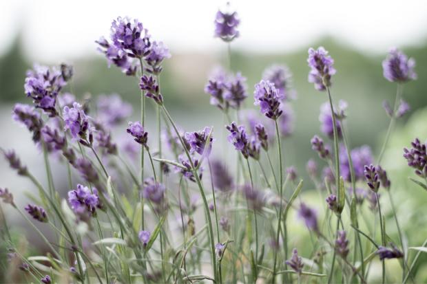Harrow Times: Lavender field. Credit: Canva
