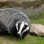A generic image of a badger. Credit: Pixabay