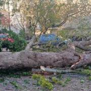 A fallen tree at London Road, Harrow