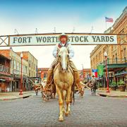 The Fort Worth herd at The Stockyards.