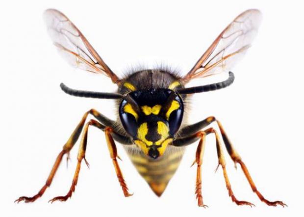 Harrow Times: A wasp