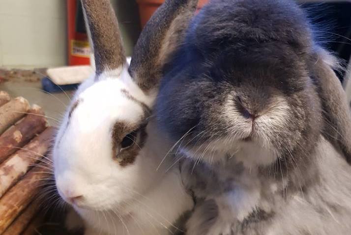 Guaranteed love: Adopt a fluffy companion this Valentine's Day